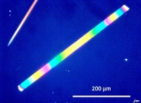 agave américaine cristal oxalate calcium